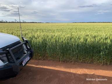 Farm Auction - WA - Beacon - 6472 - An exceptional example of farming method, sustainability and results  (Image 2)