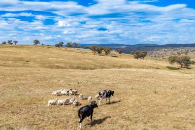 Farm For Sale - NSW - Canowindra - 2804 - IDEAL WEEKENDER ON 24 ACRES  (Image 2)