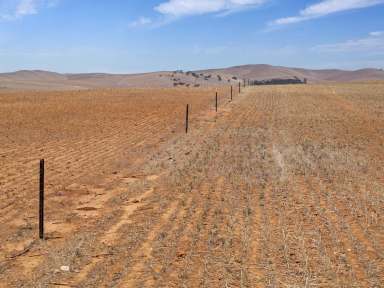 Farm Auction - SA - Hacklins Corner - 5454 - Quality Soils & Secure Rainfall  (Image 2)