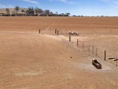 Farm Auction - SA - Hacklins Corner - 5454 - Quality Soils & Secure Rainfall  (Image 2)