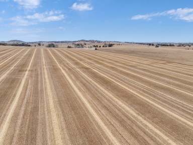 Farm Auction - SA - Auburn - 5451 - Location + Reliability + Flexible Cropping Options  (Image 2)