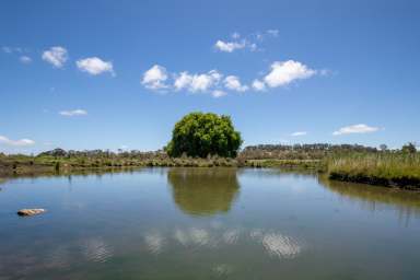 Farm Auction - NSW - Black Mountain - 2365 - "Avalon" - Prime Grazing Property with Excellent Infrastructure and Water Security  (Image 2)