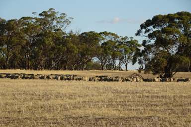 Farm For Sale - WA - Minigin - 6312 - Rare Opportunity West Of Narrogin  (Image 2)