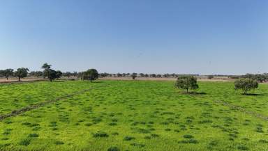 Farm For Sale - VIC - Kerang East - 3579 - Expansive 403-Acre Dairy Farm with Infrastructure & Family Home  (Image 2)