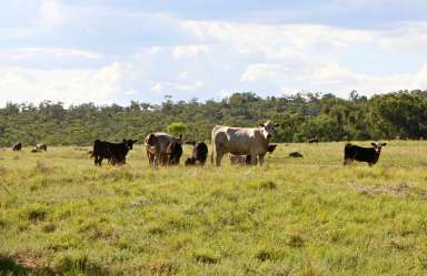 Farm For Sale - NSW - Inverell - 2360 - 'Gulbraith' located productive Delungra district  (Image 2)