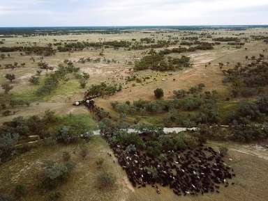 Farm For Sale - QLD - Barringun - 4490 - Institutional-Scale, ACCU-Generating, Regenerative Grazing Portfolio  (Image 2)