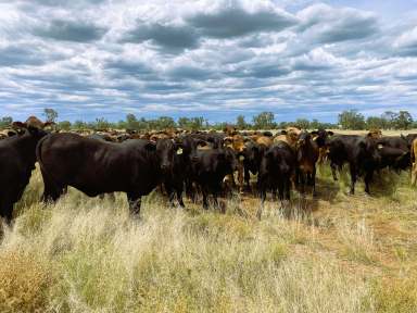 Farm For Sale - QLD - Barringun - 4490 - Institutional-Scale, ACCU-Generating, Regenerative Grazing Portfolio  (Image 2)