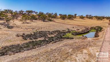 Farm For Sale - WA - Northam - 6401 - 20 Jacamar Drive, Northam – 11.04 Acres of Opportunity!  (Image 2)