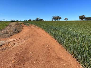 Farm For Sale - WA - Walgoolan - 6422 - 'Opportunity and Scale'  (Image 2)