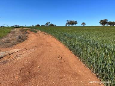 Farm For Sale - WA - Walgoolan - 6422 - 'Opportunity and Scale'  (Image 2)