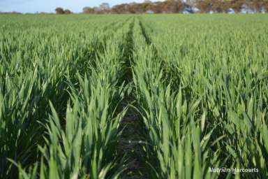 Farm For Sale - WA - Walgoolan - 6422 - 'Opportunity and Scale'  (Image 2)