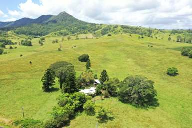 Farm For Sale - NSW - Kyogle - 2474 - “MILLPARK” – 260 ACRES ON THE RICHMOND RIVER  (Image 2)