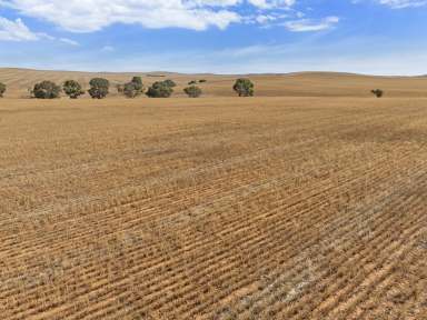 Farm For Sale - SA - Mount Bryan - 5418 - Mid North Mixed Farming Land for Lease  (Image 2)