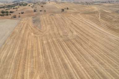 Farm For Sale - SA - Spalding - 5454 - Broadacre Cropping / Grazing in the Clare Valley  (Image 2)