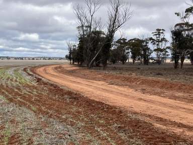 Farm For Sale - WA - Southern Cross - 6426 - 'Very good value here, open, quality country with improvements'  (Image 2)