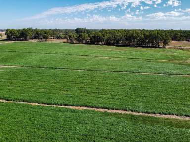 Farm For Sale - VIC - Gannawarra - 3568 - IRRIGATED CROPPING AND GRAZING OPPORTUNITY  (Image 2)