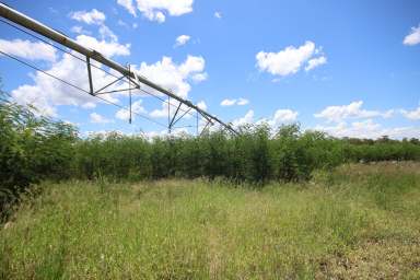 Farm For Sale - QLD - Eidsvold - 4627 - 100% Water & 100% Allocation Always - Quality irrigated & dryland grazing with Leucaena  (Image 2)