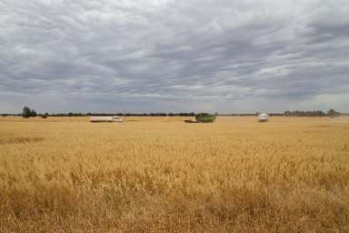 Farm For Sale - NSW - Burcher - 2671 - "GLENVIEW"  (Image 2)