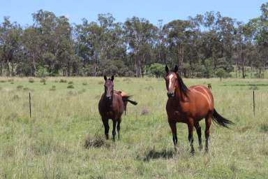 Farm For Sale - QLD - Mundubbera - 4626 - Run 170 Breeders Within 30 Mins Mundubbera  (Image 2)