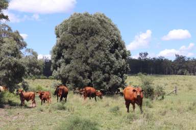 Farm For Sale - QLD - Mundubbera - 4626 - Run 170 Breeders Within 30 Mins Mundubbera  (Image 2)