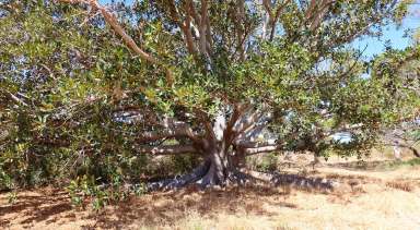 Farm For Sale - WA - Dongara - 6525 - Historic Rustic Charmer  (Image 2)