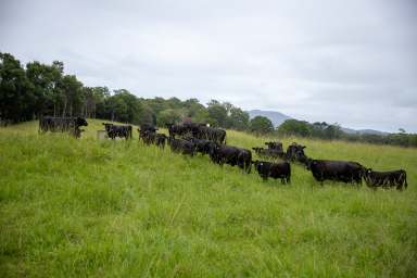 Farm For Sale - NSW - Brierfield - 2454 - 'Riverside' Bellingen  (Image 2)