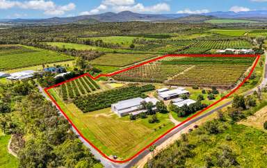 Farm For Sale - QLD - Mutchilba - 4872 - 35.74HA, ESTABLISHED ORCHARD FARM, MUTCHILBA  (Image 2)