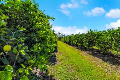 Farm For Sale - QLD - Mutchilba - 4872 - 35.74HA, ESTABLISHED ORCHARD FARM, MUTCHILBA  (Image 2)