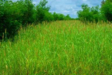 Farm Auction - QLD - Moura - 4718 - “OUTSTANDING SOIL HEALTH + HIGHLY IMPROVED PASTURES = GRAZING POWERHOUSE”  (Image 2)