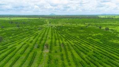 Farm Auction - QLD - Moura - 4718 - “OUTSTANDING SOIL HEALTH + HIGHLY IMPROVED PASTURES = GRAZING POWERHOUSE”  (Image 2)