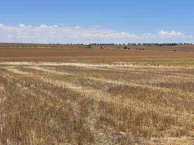 Farm For Sale - WA - Watheroo - 6513 - "Open Plain Farming"  (Image 2)