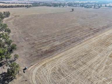 Farm For Sale - VIC - Korong Vale - 3520 - Lot 1 "Shorty's"  (Image 2)