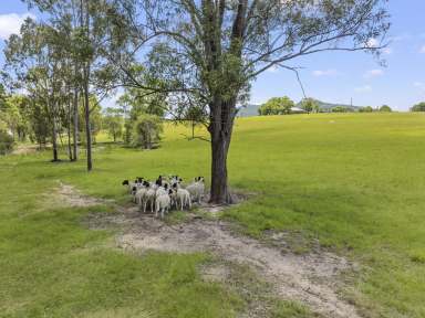 Farm For Sale - QLD - Gunalda - 4570 - "HILLVIEW"  (Image 2)