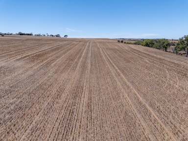 Farm For Sale - SA - Linwood - 5410 - Outstanding Leasing Opportunity in Prime Farming Region  (Image 2)