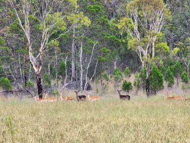 Farm For Sale - QLD - Greenlands - 4380 - YES, YOU CAN HAVE IT ALL!  (Image 2)