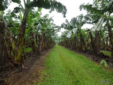 Farm For Sale - QLD - Mourilyan - 4858 - 5 TITLES - 85.75 HA  (Image 2)