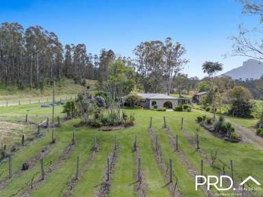 Farm For Sale - NSW - Dairy Flat - 2474 - Mount Lindesay Views  (Image 2)