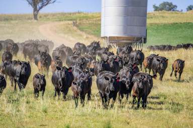 Farm For Sale - NSW - Canowindra - 2804 - 783ACRES* OF HIGH QUALITY FARMING & GRAZING COUNTRY!  (Image 2)