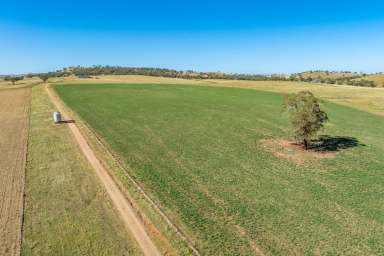 Farm For Sale - NSW - Canowindra - 2804 - 783ACRES* OF HIGH QUALITY FARMING & GRAZING COUNTRY!  (Image 2)