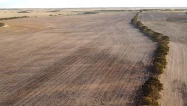 Farm For Sale - SA - Karoonda - 5307 - Rare Large Scale Leasing Opportunity  (Image 2)