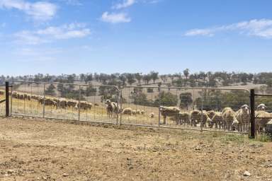 Farm Auction - SA - Bangor - 5481 - Hill Rainfall Cropping & Grazing  (Image 2)