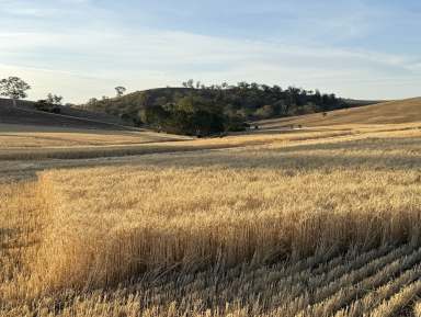 Farm Auction - SA - Bangor - 5481 - Hill Rainfall Cropping & Grazing  (Image 2)