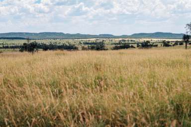 Farm For Sale - QLD - Mungallala - 4467 - Institutional Scale Breeding and Backgrounding  (Image 2)