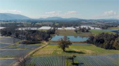 Farm For Sale - VIC - Seville East - 3139 - Premium Berry Farm in the Heart of Yarra Valley – 139 Douthie Road, Seville East 🍓  (Image 2)