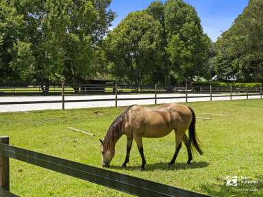 Farm For Sale - NSW - Stokers Siding - 2484 - Established Tweed Valley Equestrian Centre  (Image 2)