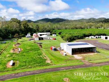 Farm For Sale - QLD - Biboohra - 4880 - IMMEDIATE INCOME AND A STRONG INVESTMENT  (Image 2)