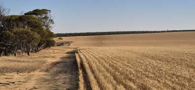 Farm Auction - WA - Koorda - 6475 - "This area of the WA wheatbelt is still offering very good value"  (Image 2)