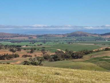 Farm For Sale - SA - Tarcowie - 5431 - East Lawns - Exceptional Broadacre Cropping & Grazing Opportunity  (Image 2)