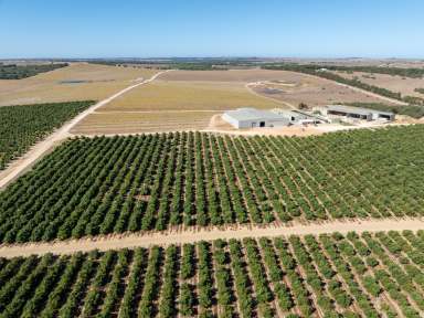 Farm For Sale - WA - Gingin - 6503 - Arbusto and Boston Park avocado farms, Gingin Shire, WA - ''Leading and highly managed avocado orchard with excellent infrastructure''  (Image 2)