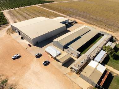 Farm For Sale - WA - Gingin - 6503 - Arbusto and Boston Park avocado farms, Gingin Shire, WA - ''Leading and highly managed avocado orchard with excellent infrastructure''  (Image 2)